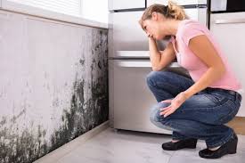 Best Environmental Consulting for Mold Prevention in Raoul, GA